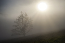 Alte Eiche im Nebel, Salzkammergut, OberÃ¶sterreich, Ã–sterreich - old oak tree in the fog, region salzkammergut, province upperaustria, austria